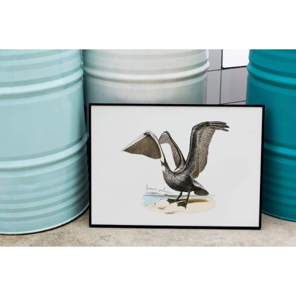 http://paperfinch.com/cdn/shop/products/louisiana-state-bird-brown-pelican-11x14-framed-print-unframed-5x7-8x10-paperfinch-design-480_grande.jpg?v=1627420572