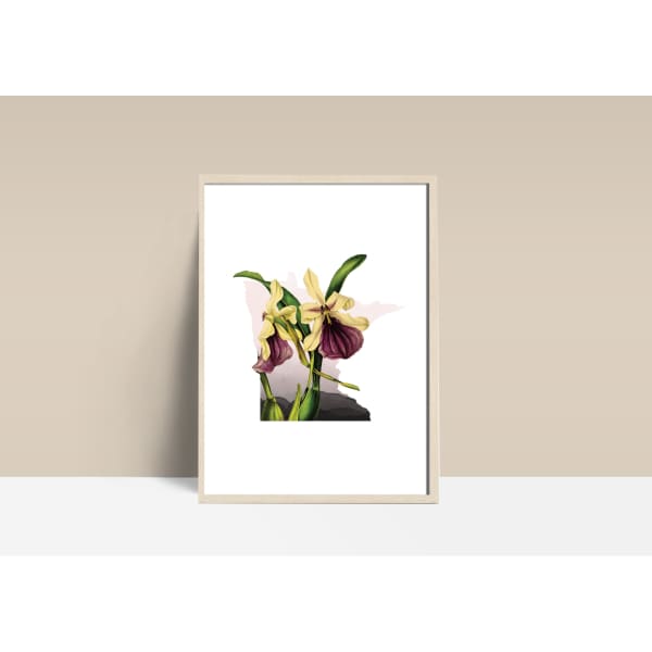 Minnesota Ladyslipper | State Flower Series - 5x7 Unframed Print - State Flower