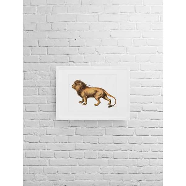 Morocco national animal | Lion - 5x7 Unframed Print - Animals