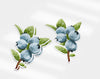 two stickers of blueberries with leaves on them