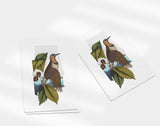Alabama State Bird | Flora & Fauna Art Print