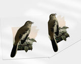Arkansas State Bird | Flora & Fauna Art Print