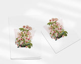 Arkansas State Flower | Flora & Fauna Art Print