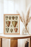 Plate XLV — Art Print | Poppy + Pacific | California