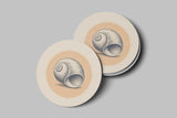 Moon Snail – Coaster | Poppy + Pacific | California