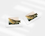 Colorado State Bird | Flora & Fauna Art Print