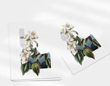 Idaho State Flower | Flora & Fauna Art Print