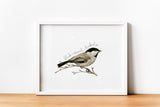 Massachusetts State Bird | Flora & Fauna Coaster Set