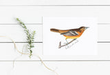 Maryland State Bird | Flora & Fauna Art Print
