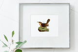 South Carolina State Bird | Flora & Fauna Coaster Set
