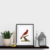Virginia State Bird | Flora & Fauna Tea Towel