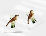 Vermont State Bird | Flora & Fauna Art Print
