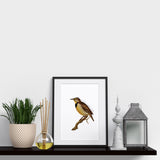 Wyoming State Bird | Flora & Fauna Tea Towel