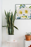 a houseplant in a white pot on a table