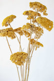 Dried Yellow Yarrow, Dried Yarrow, Dried decor, Dried Flowers, Pressed Flowers, yellow flowers, dried wedding fall flowers
