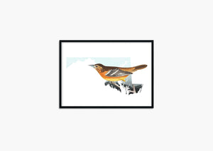 Baltimore Oriole Wall Art | Maryland Bird Prints & Home Decor | Unique Baltimore Wall Decor | Oriole Design for Your Space