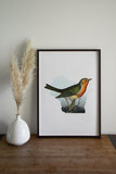 Robin Bird Gifts | Wisconsin State Print, Milwaukee & Madison Decor, Unique Bird Art, Beautiful State Birds Poster