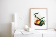 Georgia peach art, state of Georgia peach tree, fruit trees art print, Georgia southern decor,  botanical illustration, minimalist artwork