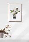 Vermont State Flower Print - Red Clover Blossoms Art, Burlington Vermont Decor, New England Bedroom Wall Art