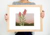 Wyoming Art Print - Botanical Poster, State Flower Prints, Jackson Hole Wall Art, Unique Cheyenne Gifts & Cody Decor