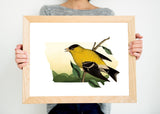 American Goldfinch Wall Art - Carduelis tristis Iowa State Bird Decor, Bird Home Decor & Ornithology Gifts