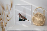 New Hampshire State Bird Flora & Fauna Art Print - Art Print - Flora & Fauna