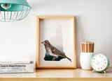 New Hampshire State Bird Flora & Fauna Art Print - Art Print - Flora & Fauna