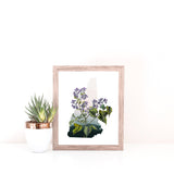 New Hampshire State Flower Flora & Fauna Art Print - Art Print - Flora & Fauna