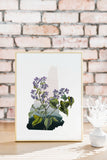 New Hampshire State Flower Flora & Fauna Art Print - Art Print - Flora & Fauna