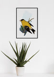 New Jersey State Bird Flora & Fauna Art Print - Art Print - Flora & Fauna