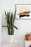 New Mexico State Bird Flora & Fauna Art Print - Art Print - Flora & Fauna