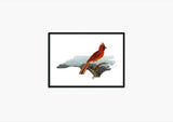 North Carolina State Bird Flora & Fauna Art Print - Art Print - Flora & Fauna