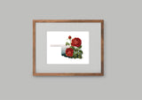 Oklahoma State Flower Flora & Fauna Art Print - Art Print - Flora & Fauna