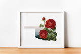 Oklahoma State Flower Flora & Fauna Art Print - Art Print - Flora & Fauna