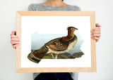 Pennsylvania State Bird Flora & Fauna Art Print - Art Print - Flora & Fauna