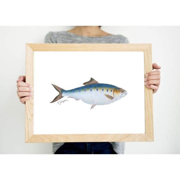 Alabama state fish - State Fish