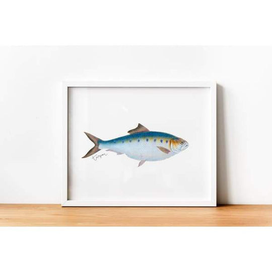 Alabama state fish - 5x7 Unframed Print - State Fish