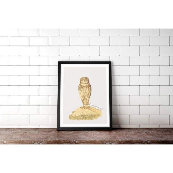 Aruba national animal | Burrowing Owl - 5x7 Unframed Print - Animals