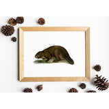 Canada national animal | Beaver - Animal Emblem