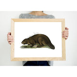 Canada national animal | Beaver - 5x7 Unframed Print - Animal Emblem
