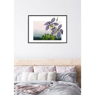 Colorado Rocky Mountain Columbine | State Flower Series - State Flower