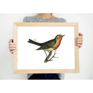 Connecticut state bird - 5x7 Unframed Print - State Bird