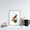 Illinois Cardinal | state bird series - 5x7 Unframed Print - State Bird