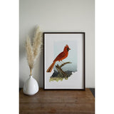 Indiana Cardinal | state bird series - 5x7 Unframed Print - State Bird