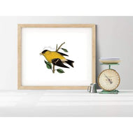 Iowa state bird - 5x7 Unframed Print - State Bird