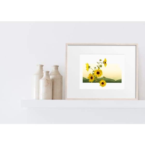 Kansas Sunflower | State Flower Series - 5x7 Unframed Print - State Flower
