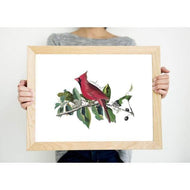 Kentucky state bird - 5x7 Unframed Print - State Bird