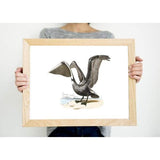 Louisiana state bird - 5x7 Unframed Print - State Bird