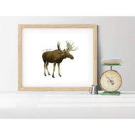 Maine state animal - 5x7 Unframed Print - State Animal