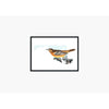 Maryland Baltimore Oriole | state bird series - 5x7 Unframed Print - State Bird